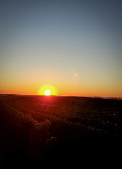Weinlese Sonnenaufgang
